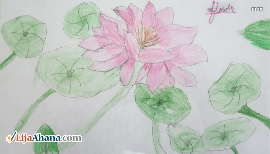 Lotus Flower With Leaves Kid Drawing
