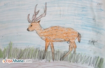 Deer Drawing With Colour